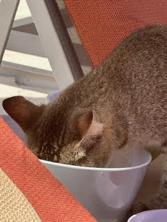 Theodora in Cancun for RPAC President’s Circle
