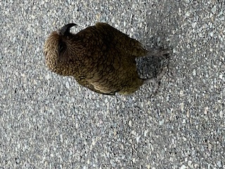 Theodora visits the Glaciers in New Zealand and meets “KIWI” the National Bird