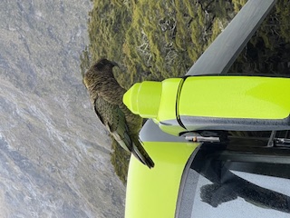 Theodora visits the Glaciers in New Zealand and meets “KIWI” the National Bird